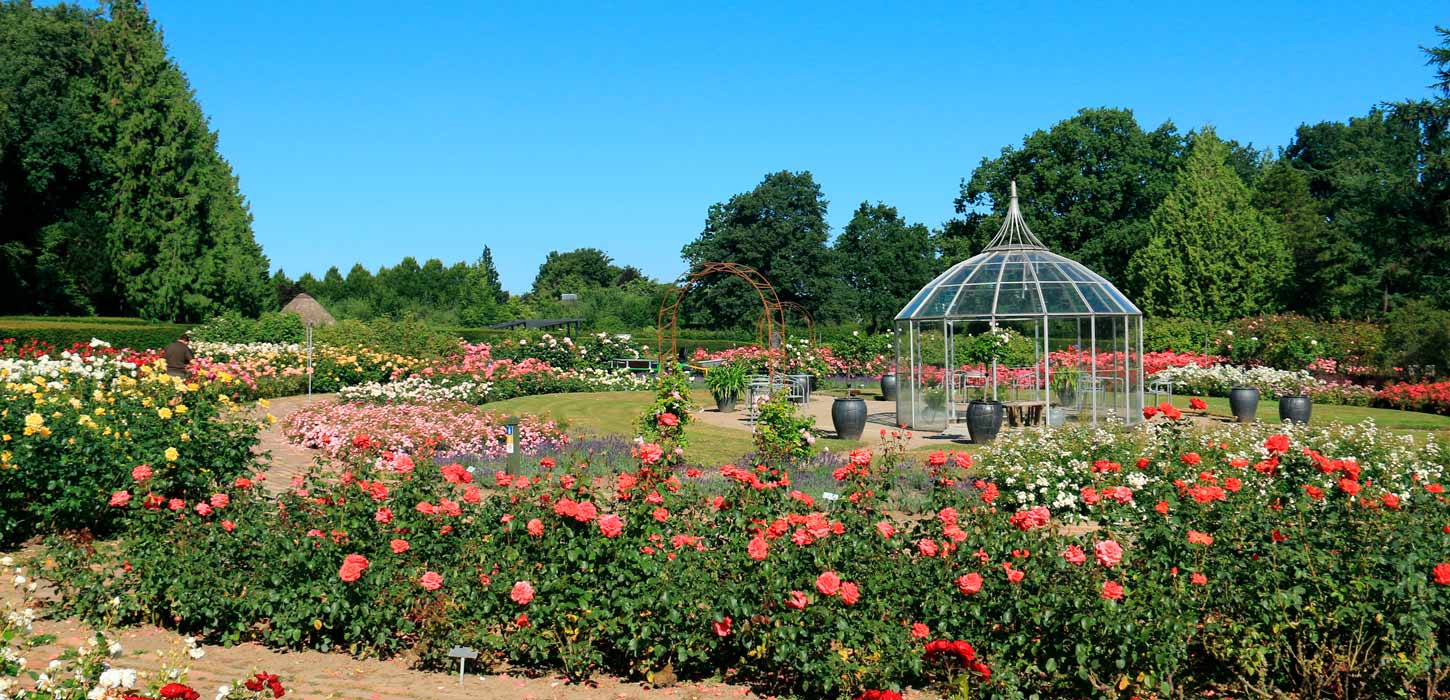 Rosenhaven i Geografisk Have