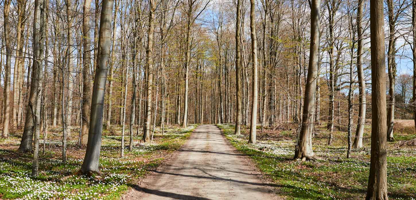 Løverodde og Stenderupskov i Naturpark Lillebælt