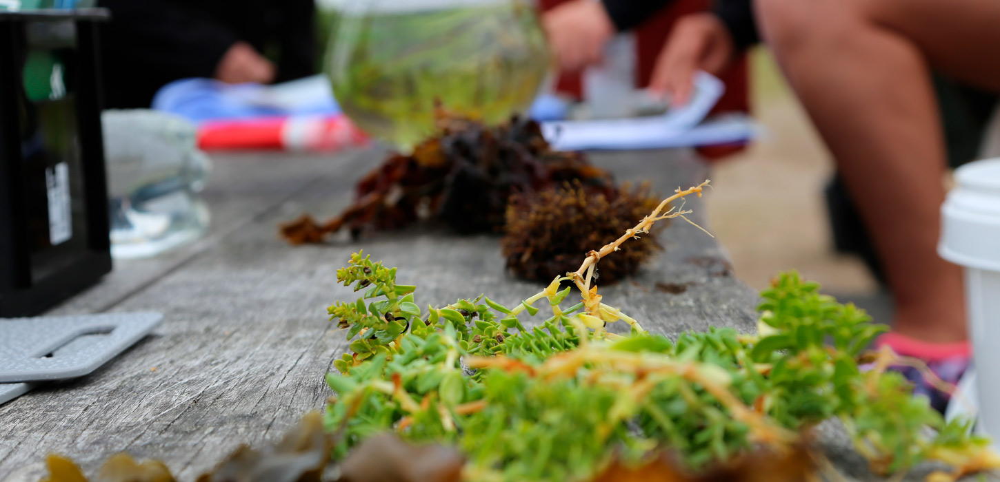 På tangsafari i Kolding