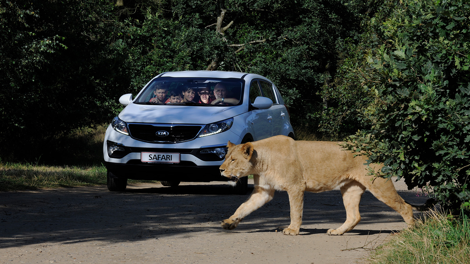Tag på bilsafari i GIVSKUD ZOO og oplev dyr fra Sydamerika, Nordamerika og Afrika. De smukke løver er ikke bange for bilerne, så de kommer her tæt på.