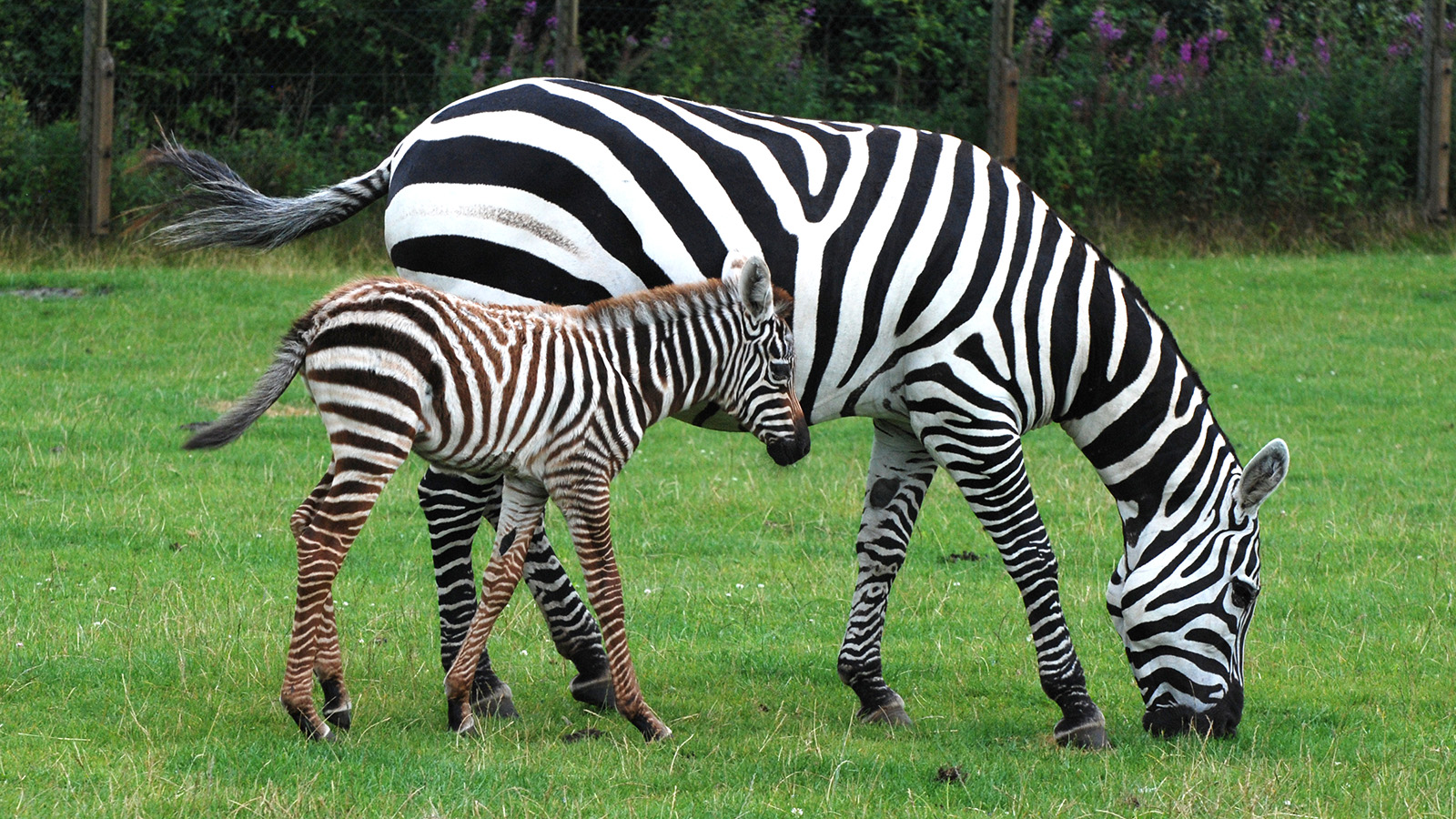GIVSKUD ZOO_Zebras