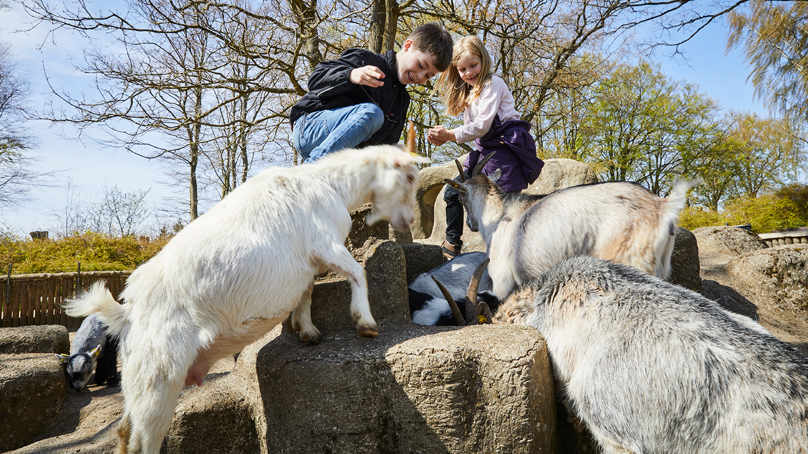 Ein Junge und ein Mädchen streicheln die niedlichen Ziegen im Tiergehege. Besucht aber auch einen der Spielplätze oder unternehmt einen Spaziergang durch den Garten und betrachtet die vielen interessanten Pflanzen und einzigartigen Blumen.