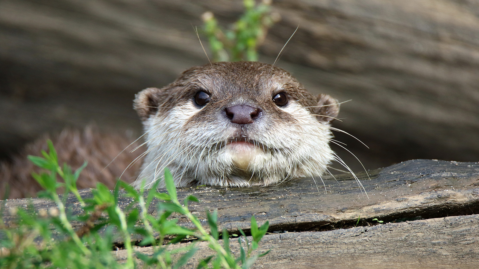 Erlebe die Zwergotter, die auf dem Bild im Park zu sehen sind. Lasst euch aber auch die 100 andere Tierarten nicht entgehen, die von Fischkatzen über Jaguare bis hin zu Reptilien und verschiedenen Affenarten reichen.