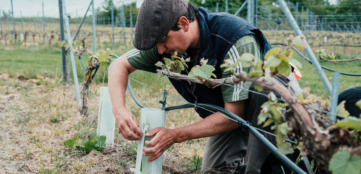 Vinmarker-LindelyVin-DestinationTrekantomraadet