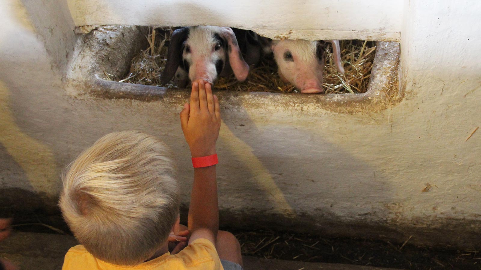 Ein kind streicht zwei Ferkel. Genieß einen aktiven Familienurlaub im LEGOLAND® Billund Resort.