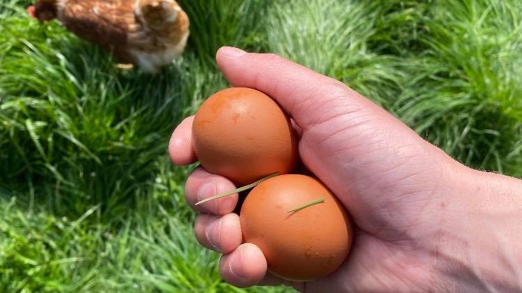En hånd der holder to æg over en brun høne på græs