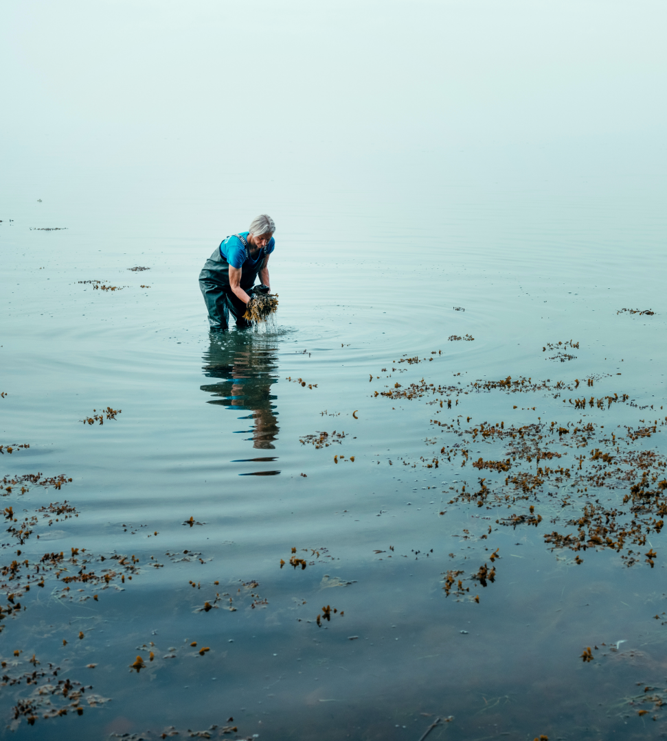 Culinary Constellations