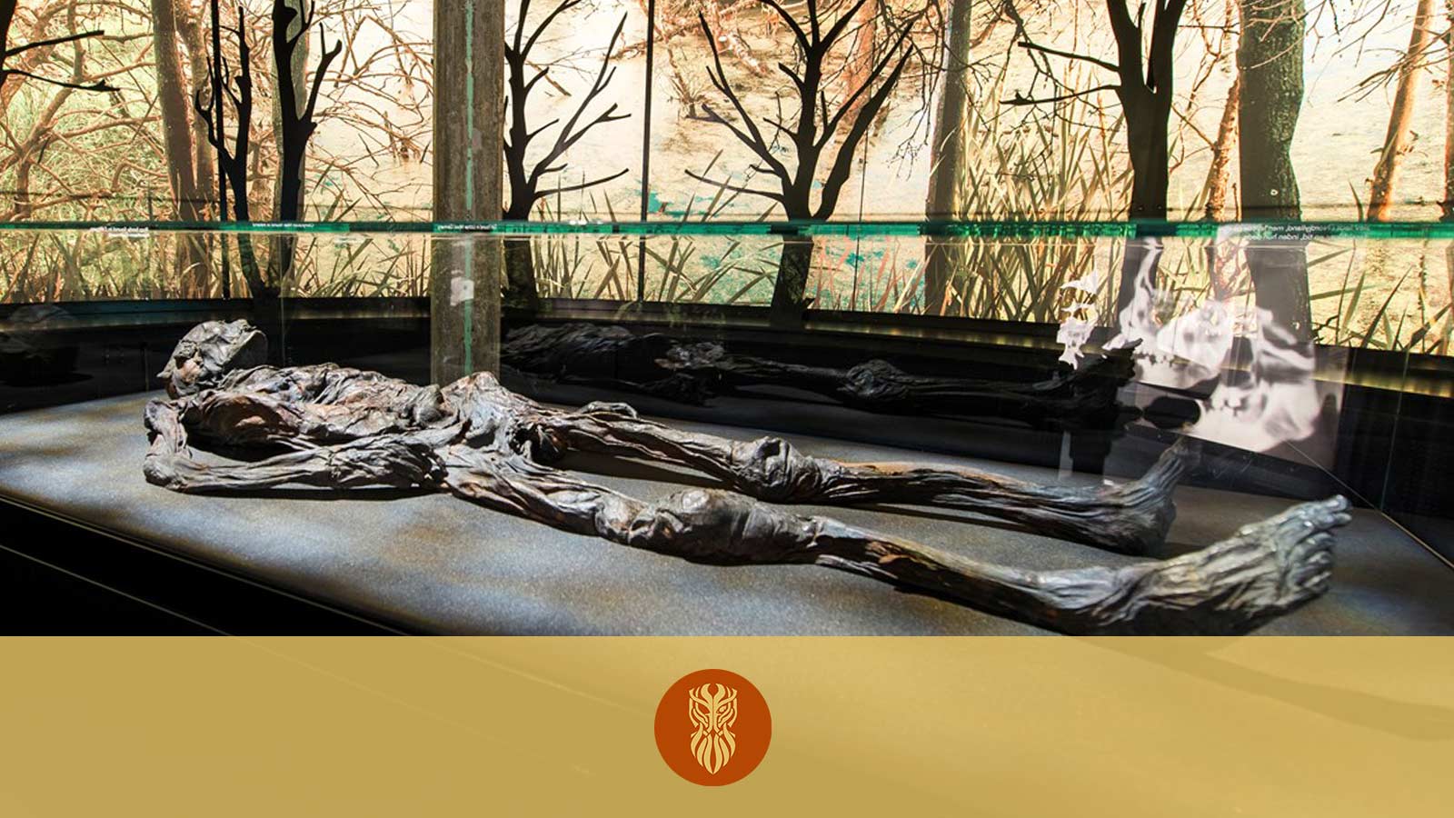 The best preserved moss corpse of Haraldskær is in a glass museum case at Kulturmuseet in Vejle