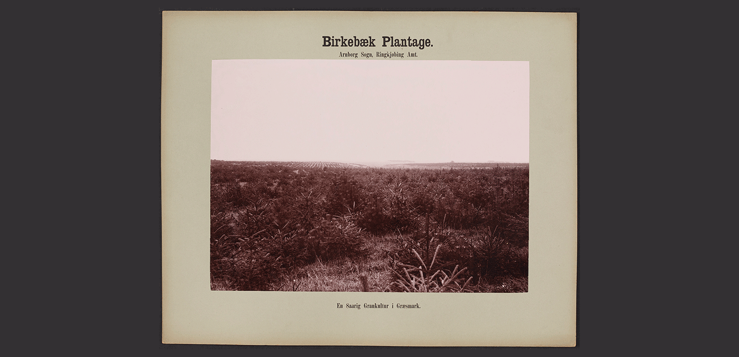 Historisk foto af ung granplantage i Birkebæk Plantage.