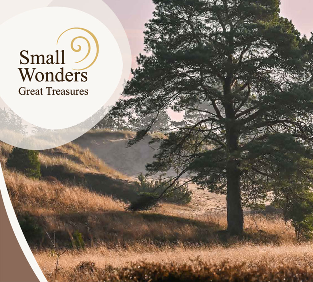 Landskab med klitter, højt græs og fyrretræer badet i blødt aften- eller morgenlys. Til venstre ses en cirkulær grafik med teksten “Small Wonders – Great Treasures”.
