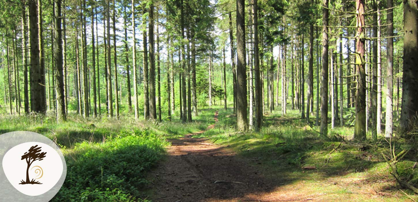 Sti gennem Gyttegård Plantage med høje grantræer og sollys mellem stammerne. Plantagen er en del af Small Wonders-ruten.