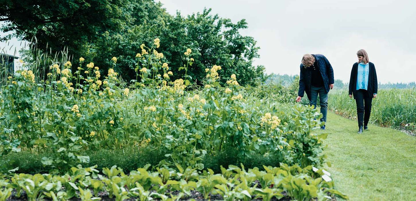 Besøgende går gennem køkkenhaven ved Mark | Museet for en Ny Danmarkshistorie, en del af Small Wonders-ruten.