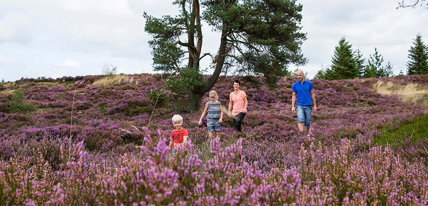 Familie på tur gennem blomstrende lyng i Grene Sande, en del af Small Wonders-ruten.