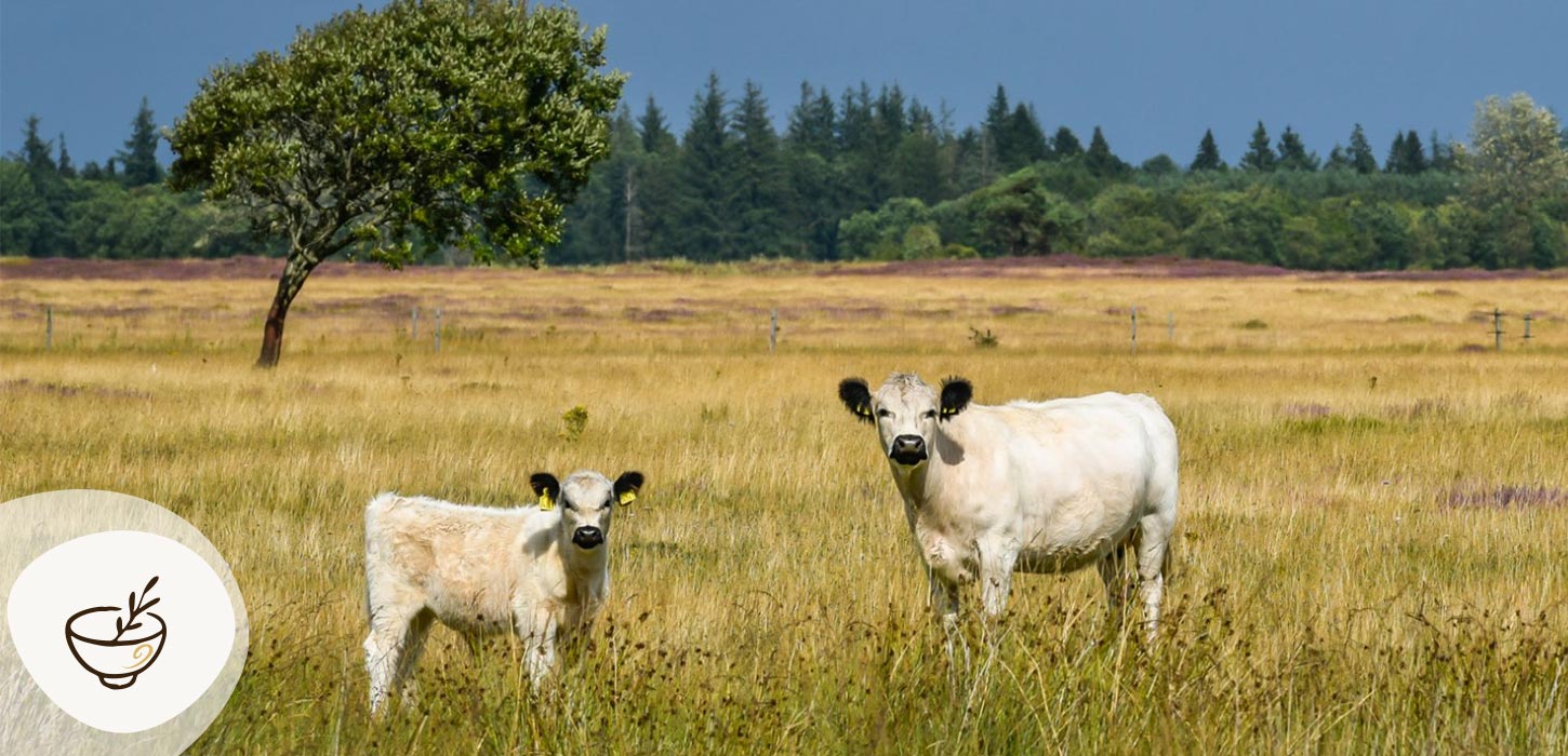 Græssende kreaturer på Randbøldal Hede med åbent hedelandskab i baggrunden, en del af Gastroruten i Small Wonders.