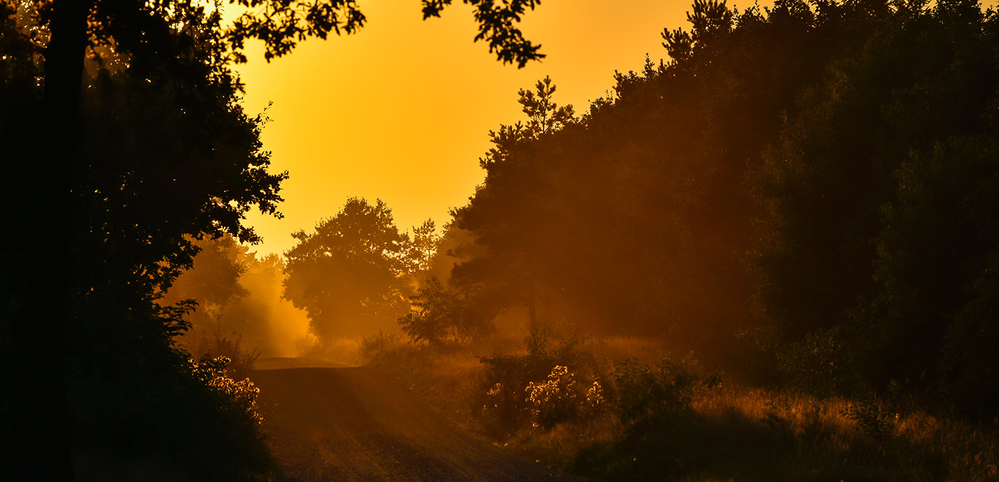 Solopgang over Randbøl Hede med en sti omgivet af træer og gyldent lys. Området er med på Kunstruten i Small Wonders – Heart of Jutland.