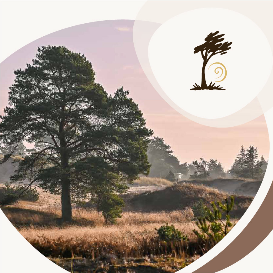 Landskab med fyrretræer, klitter og gyldent hedegræs på Hederuten, en del af Small Wonders i Heart of Jutland.