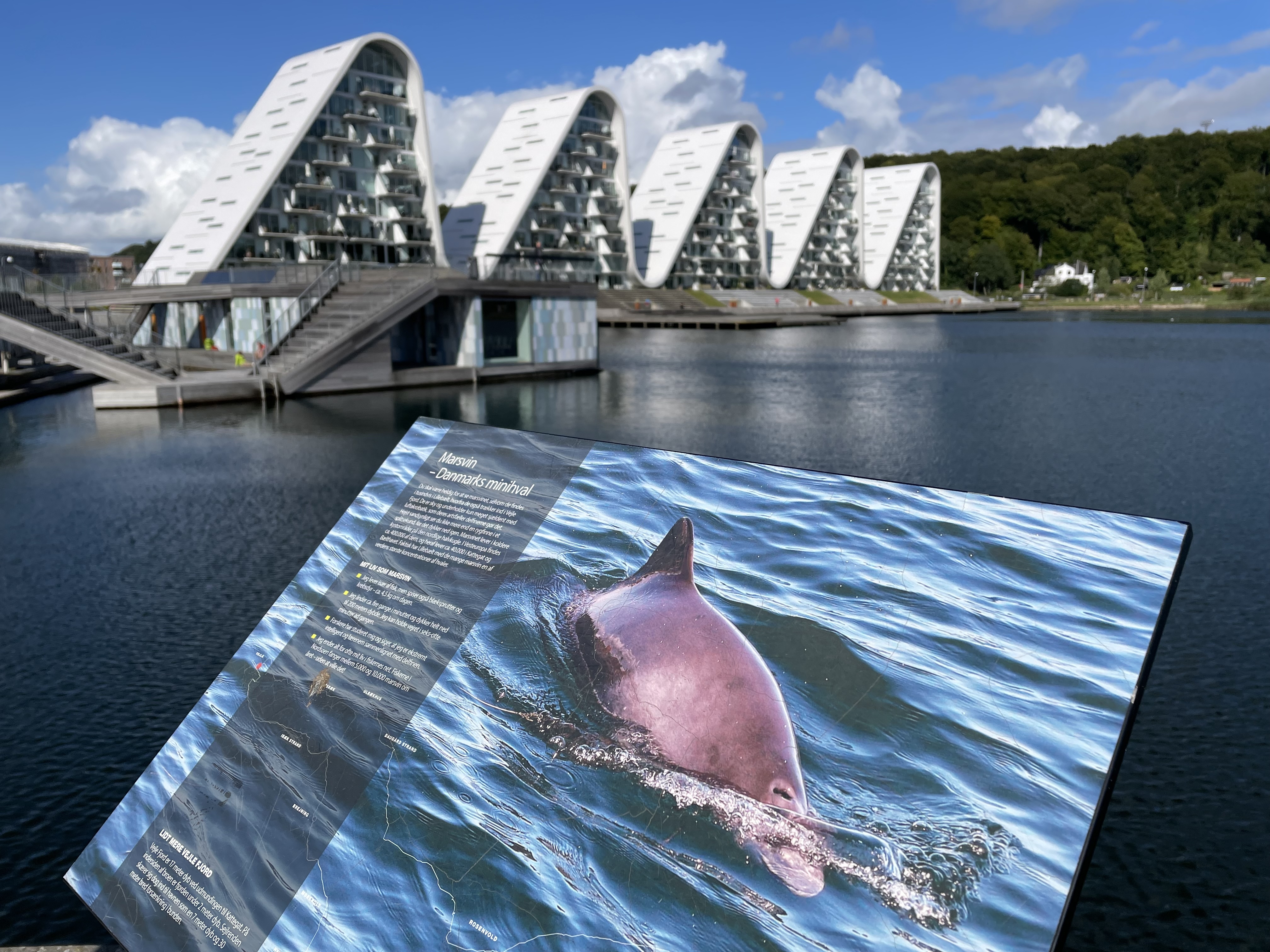Maak een walvissafari in de Lillebaelt in Zuidoost Jutland, Denemarken
