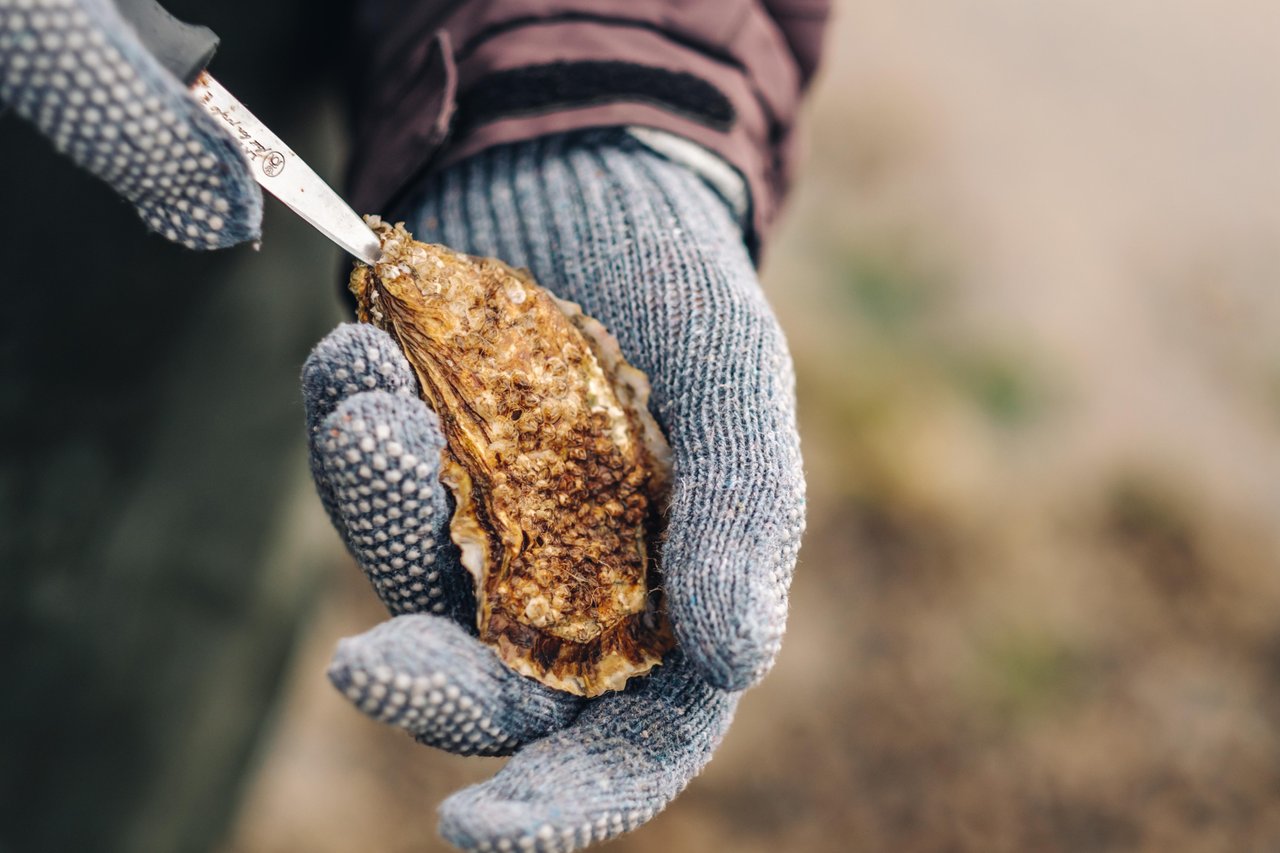 Maak een oestersafari aan de Deense Waddenzee in Zuid-Jutland