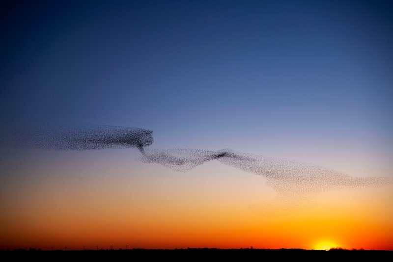 Sort Sol fenomeen in Nationaal Park de Waddenzee in Zuid Jutland, Denemarken